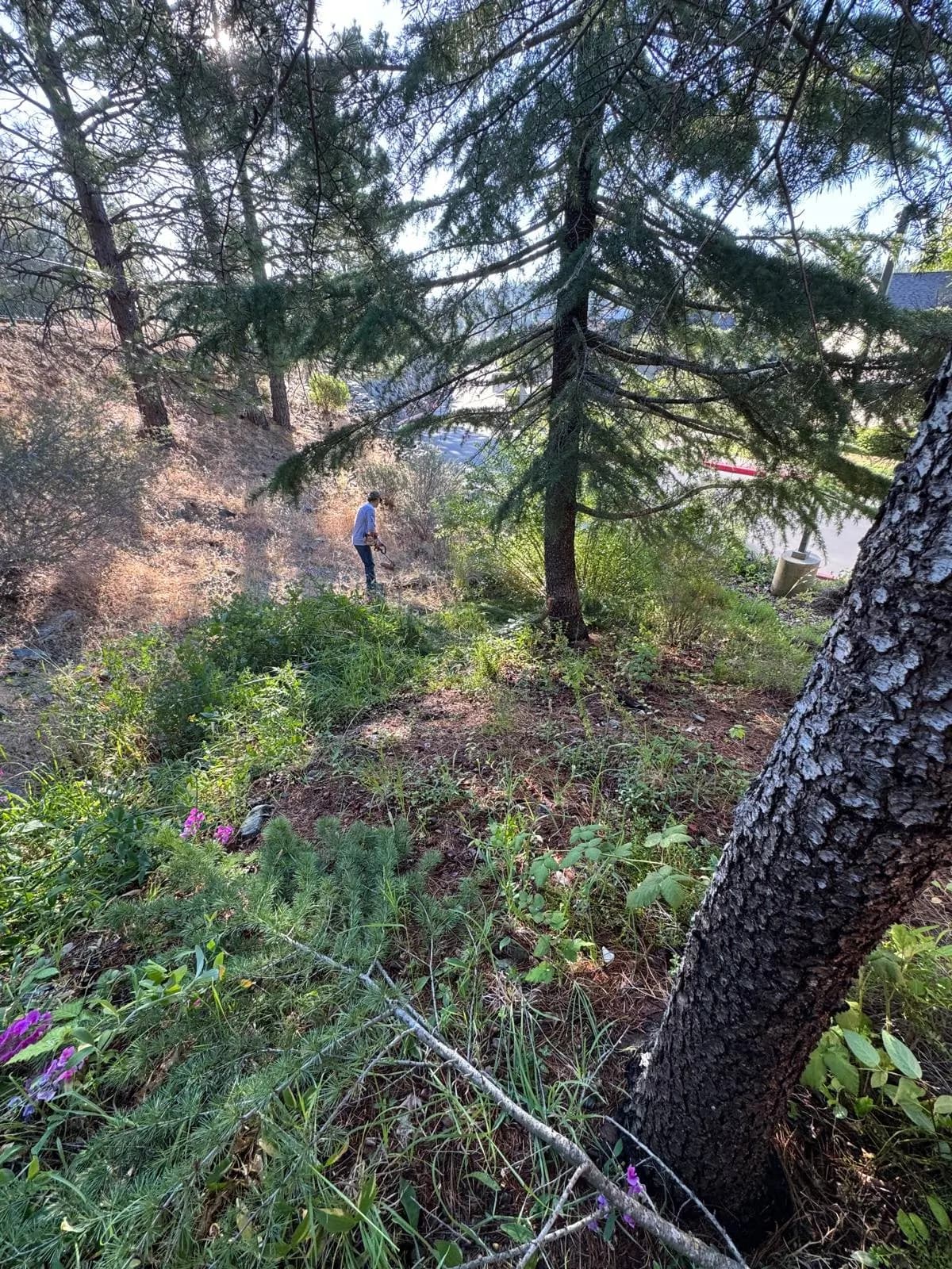 Overgrown hillside before clearing and drainage work